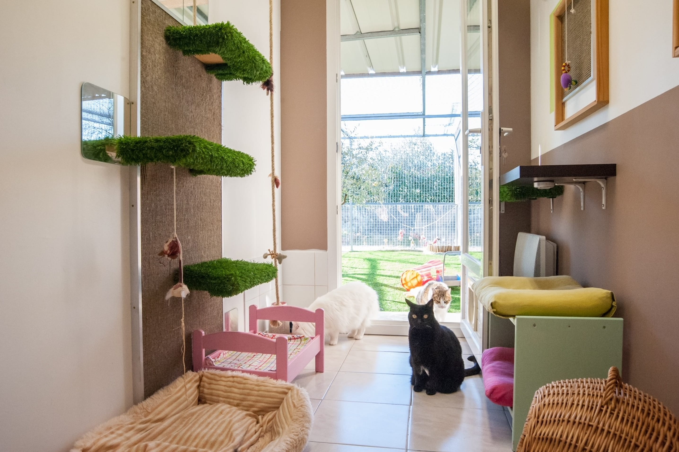 La genèse des hôtels pour chats