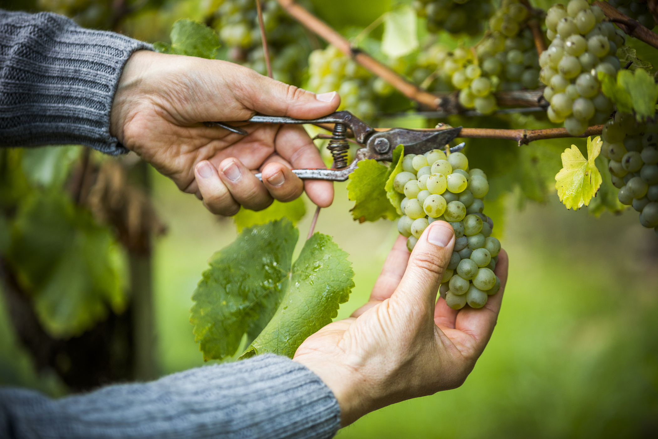 Caucasian-farmer-clipping-grapes-from-vine_GettyimagesMike-Kemp