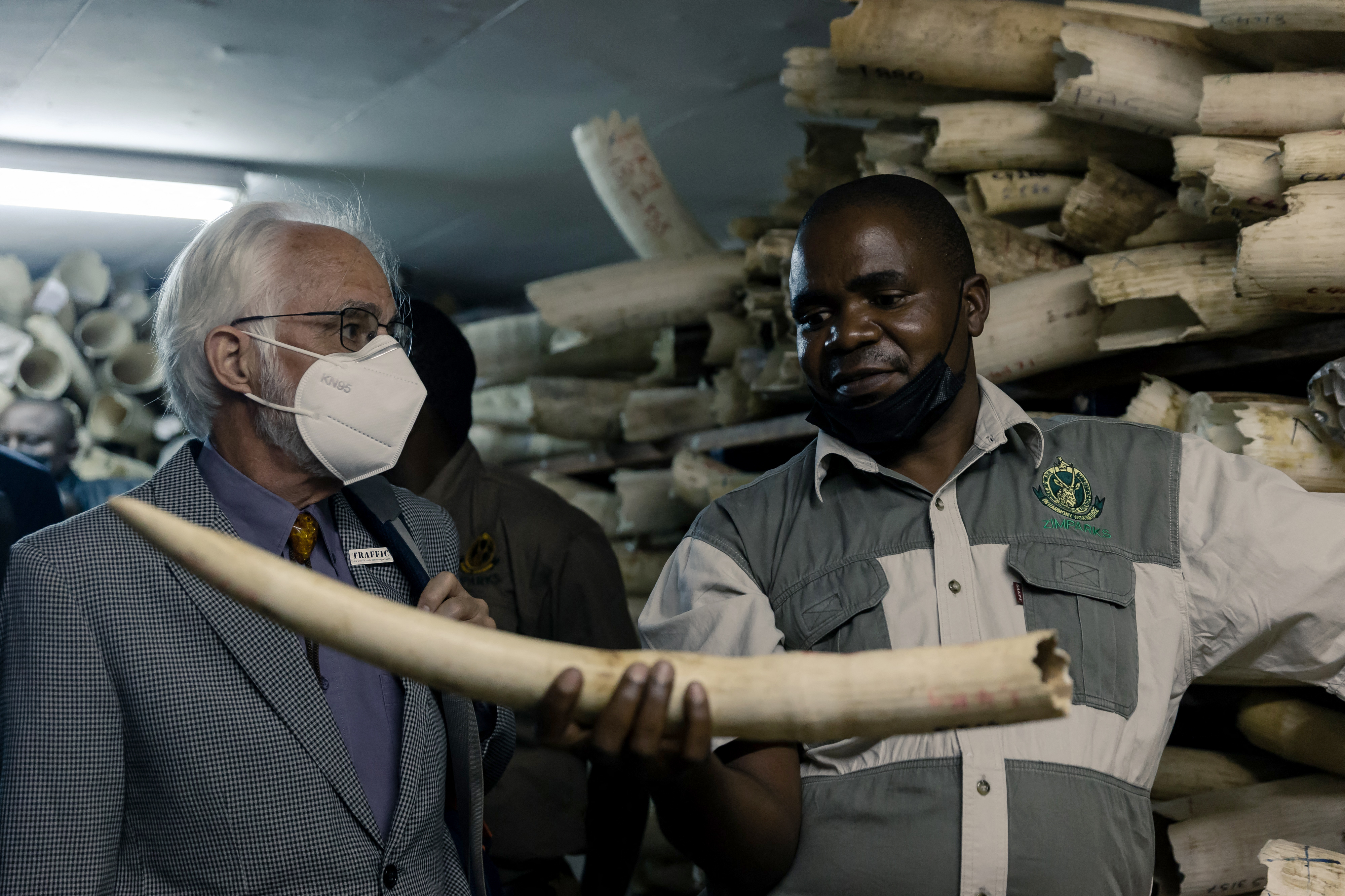 Au Zimbabwe, le commerce de l’ivoire fait débat