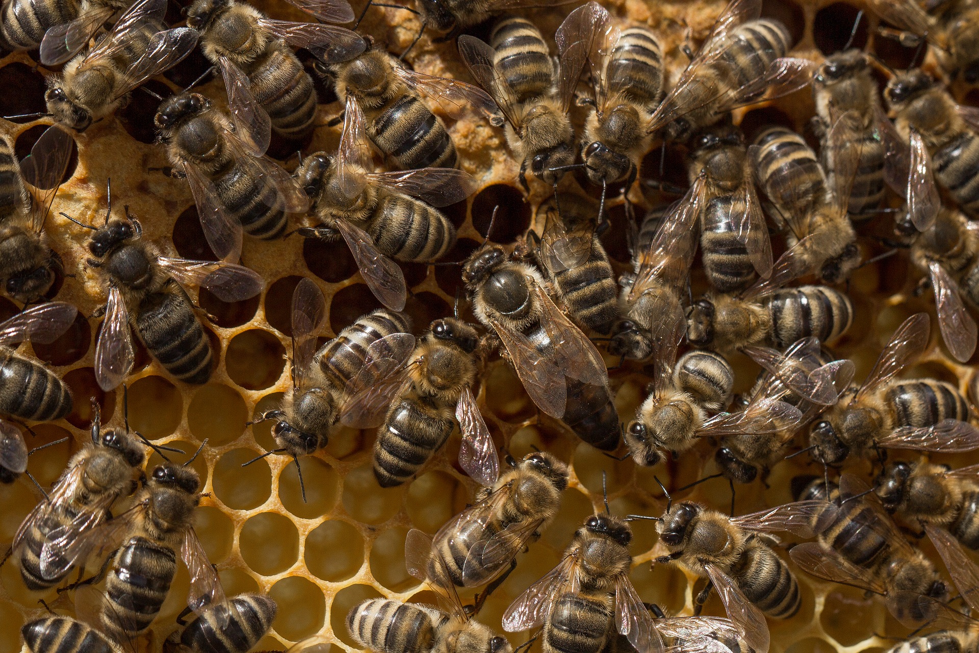 Beewise, la start-up qui veut révolutionner l’apiculture