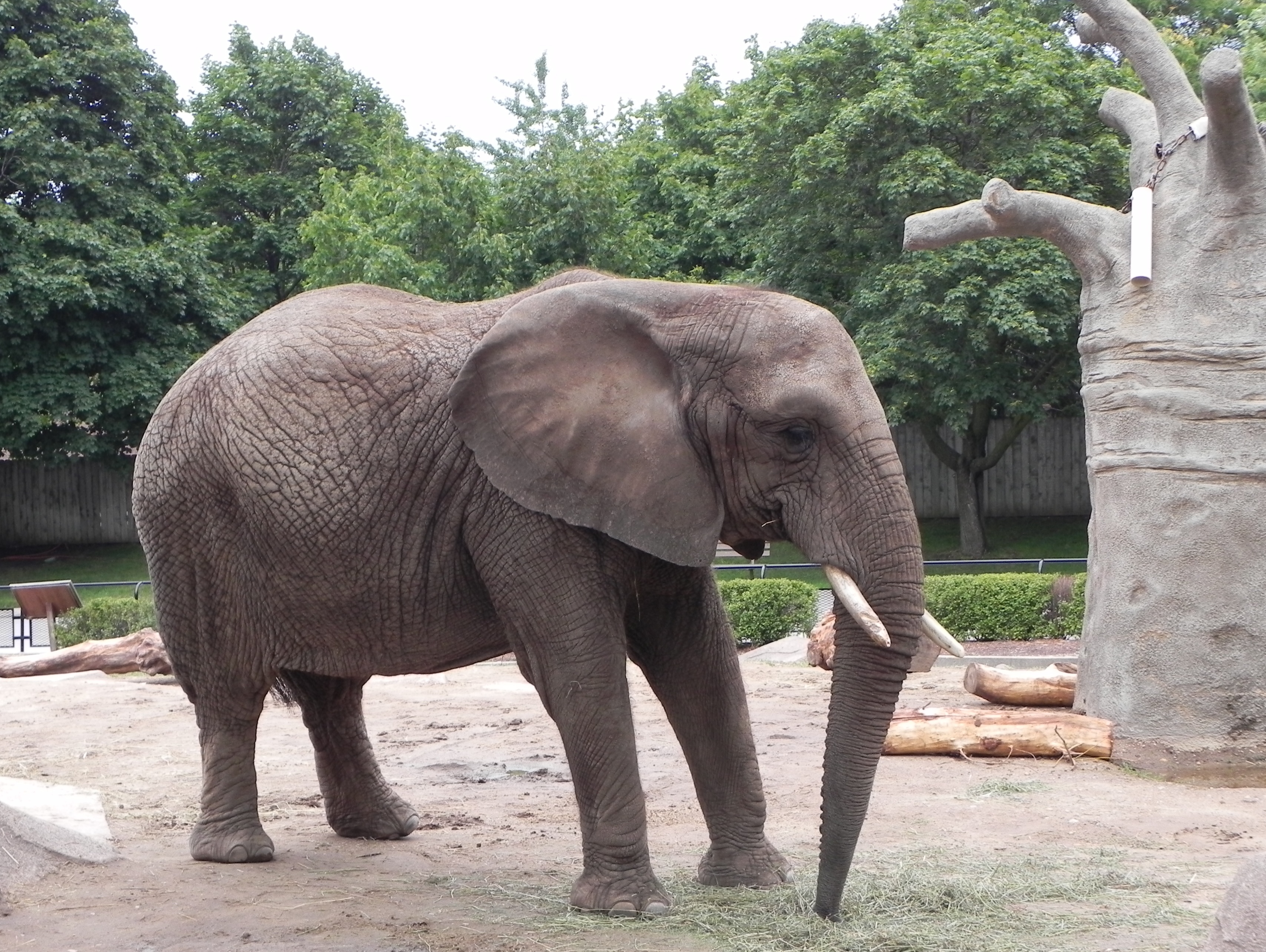 US : le cas d’une éléphante remet la question du droit des animaux sur la table