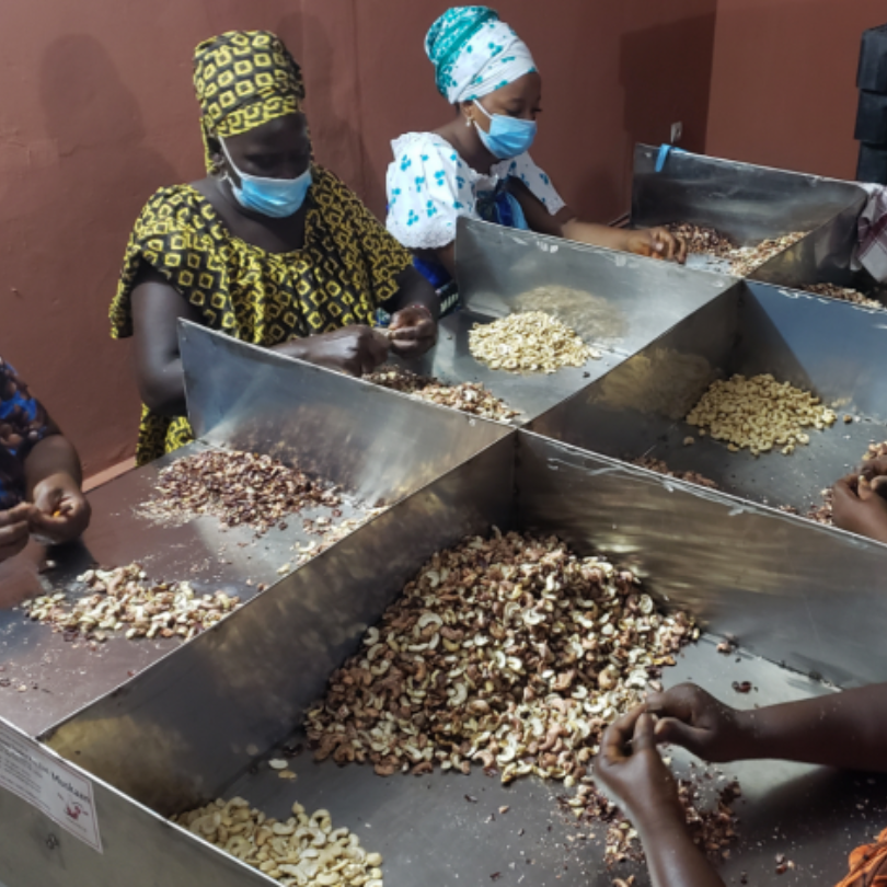 « Ethicajou », une entreprise sociale pour contrer les aberrations du commerce de noix de cajou