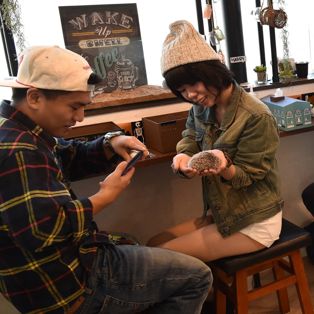 Au Japon, le business des bars animaliers