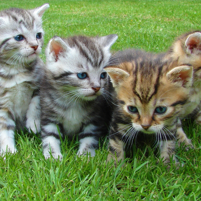 Les chats ne sont pas si méprisants