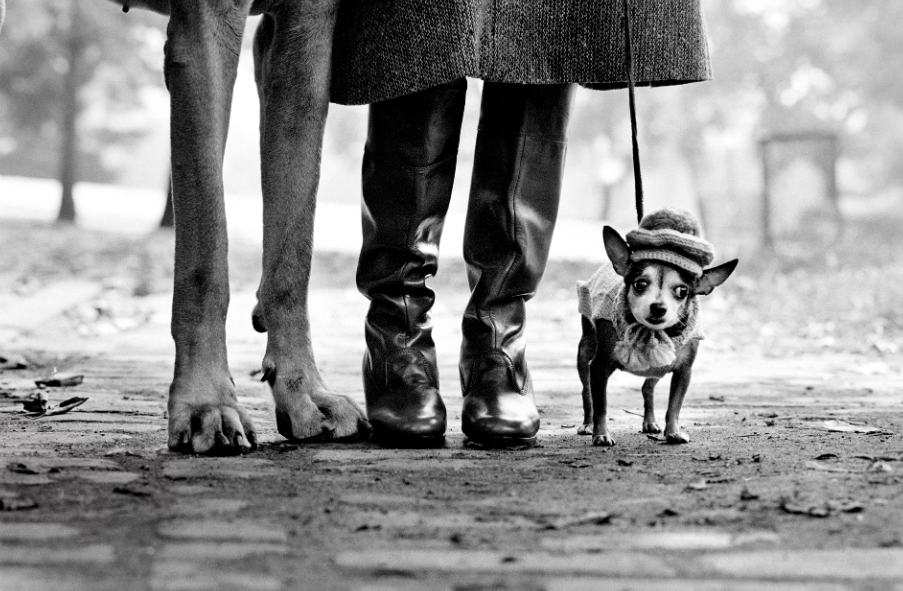 Elliott Erwitt : hommage rétrospectif au Musée Maillol