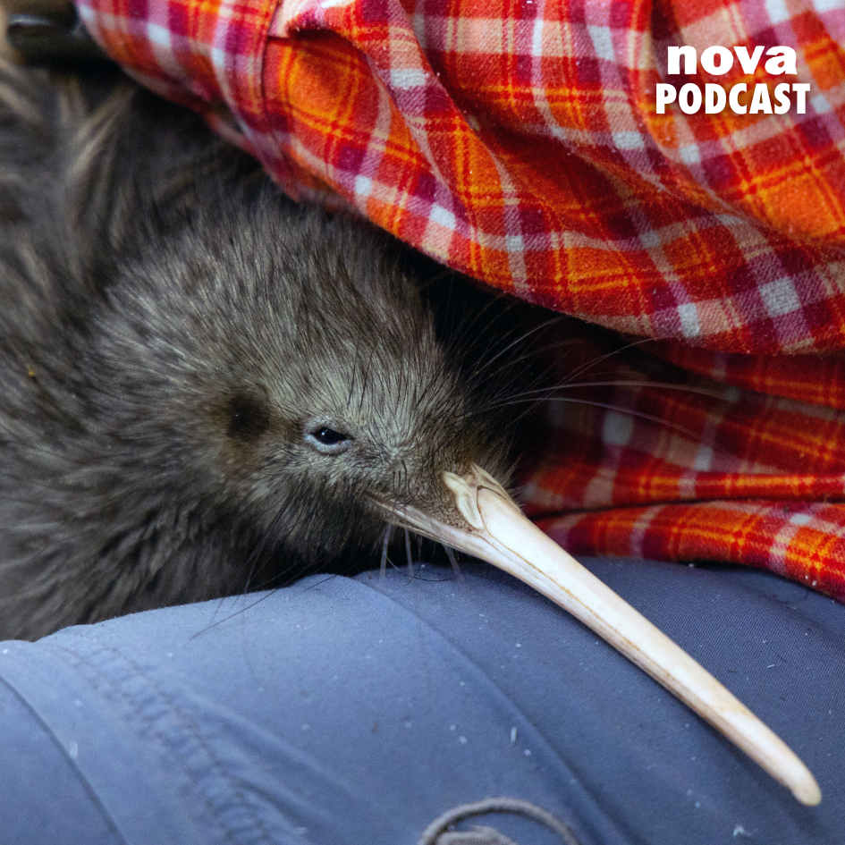 Un kiwi provoque une crise internationale entre les États-Unis et la Nouvelle-Zélande