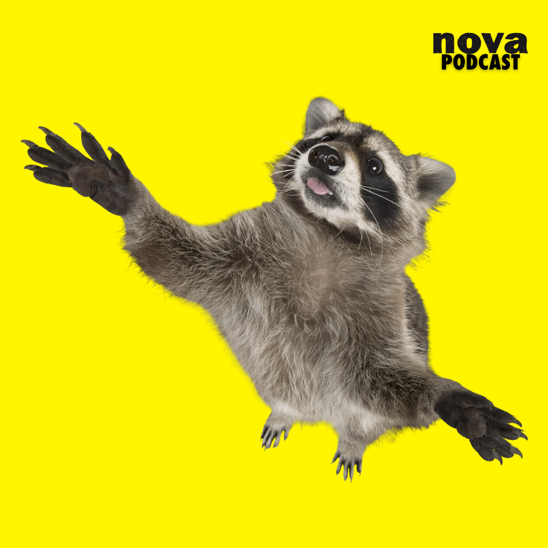 La Belgique envahie par une flopée de ratons laveurs